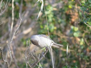 Oak Titmouse