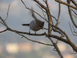 Oak Titmouse