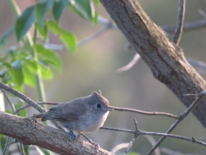 Oak Titmouse
