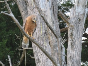 Red-shouldered Hawk