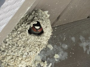 Cliff swallow (field 2 restrooms)
