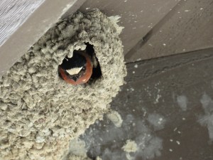 Cliff swallow (field 2 restrooms)