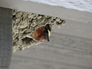 Cliff swallow (field 2 restrooms)