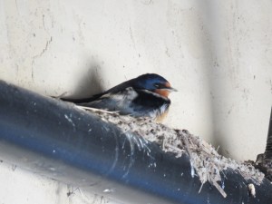 Barn Swallow (Quarry House)
