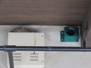 Barn Swallow (Quarry House)