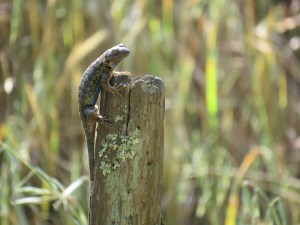 Western fence lizard