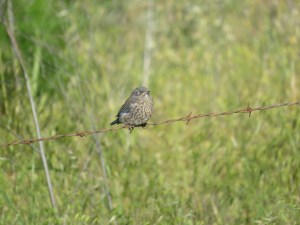 Western bluebird (fledge)