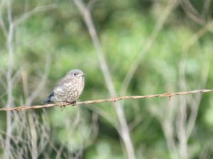Western bluebird (fledge)