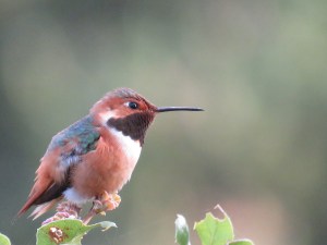 Selasphorus Hummingbird
