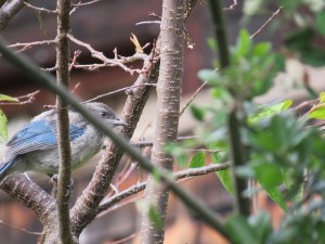 Western Scrub-Jay (fledge)