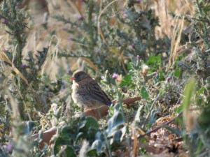 Dark-eyed Junco (juvenile)