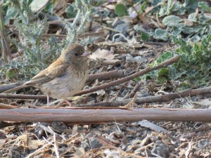 Dark-eyed Junco (juvenile)