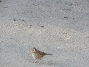 Dark-eyed Junco (juvenile)