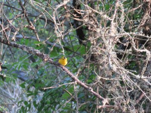 Wilson's Warbler