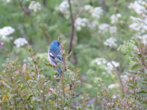 Lazuli Bunting