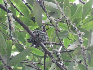 Hummingbird nest