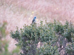 Lazuli Bunting