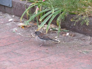 Dark-eyed Junco (juvenile)