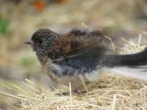 Dark-eyed Junco (juvenile)