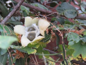 Wild Cucumber? seed pod
