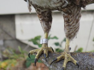 Red-tailed Hawk (banded)