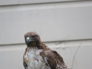 Red-tailed Hawk