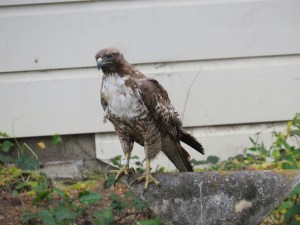 Red-tailed Hawk