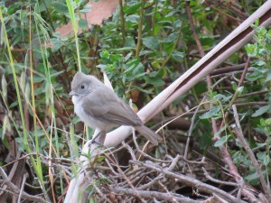 Oak Titmouse  (juvenile)