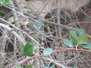 Yellow-rumped warbler