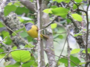MacGillivray's warbler