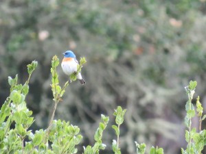 Lazuli Bunting