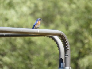 Western Bluebird
