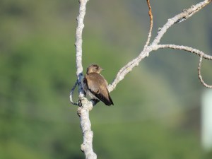 Northern rough-winged swallow