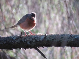 American Robin