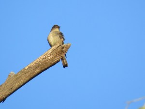 Western wood pewee