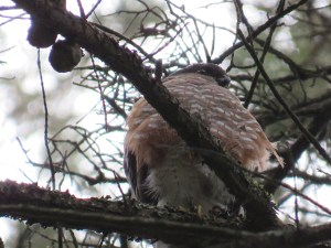 Sharp-shinned hawk