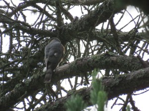 Sharp-shinned hawk