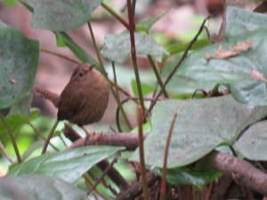 Pacific Wren
