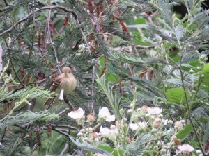 Pacific-slope flycatcher