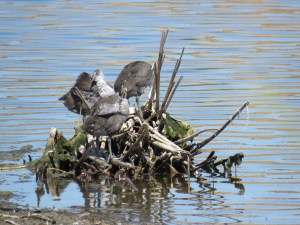 American coot (juveniles)