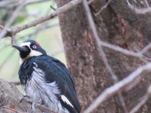 Acorn Woodpecker