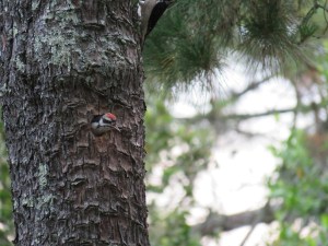 Hairy Woodpecker