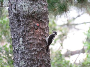 Hairy Woodpecker