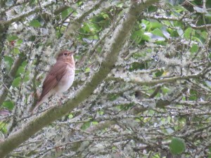 Swainson's Thrush