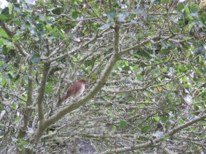 Swainson's Thrush