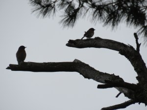 Western Bluebird + Dark-eyed Junco