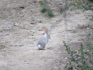 Brush rabbit (light gray?)