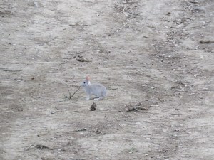 Brush rabbit (light gray?)