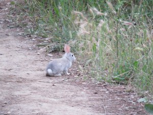 Brush rabbit (light gray?)
