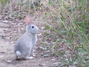 Brush rabbit (light gray?)